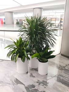 宁波奉化绿植出租哪家强？看这几家脱颖而出！